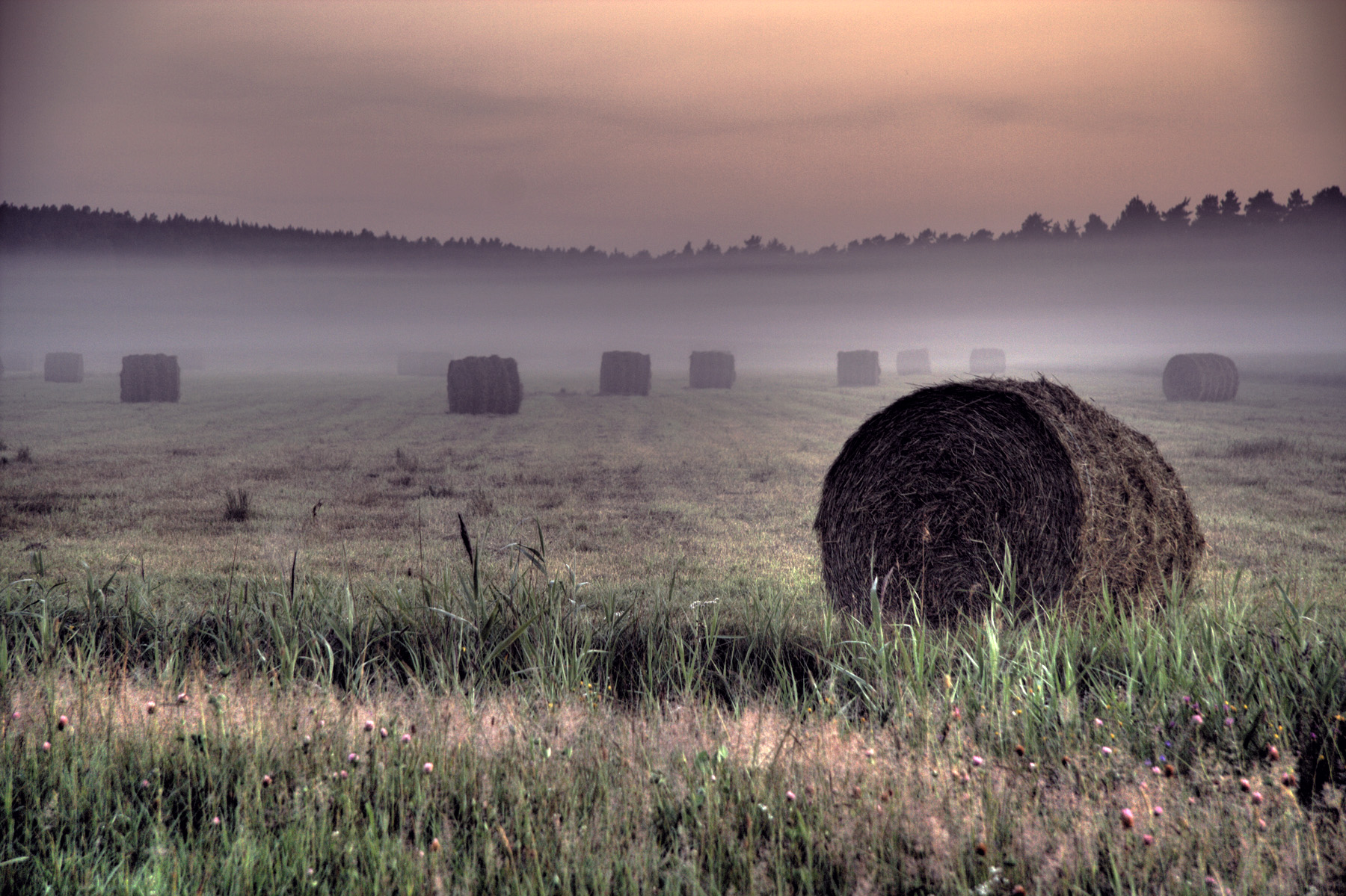 Field